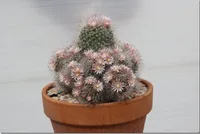 Mammillaria bocasana indoor