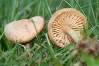 fairy ring marasmius