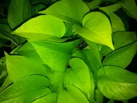 Pothos
