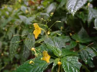Impatiens racemosa (Impatiens racemosa) plant