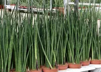 Dracaena bacularis