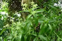 stiff flower star orchid