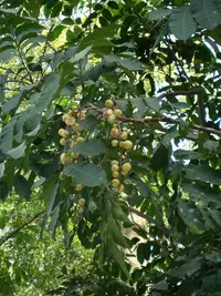 pithraj tree (Aphanamixis polystachya) plant