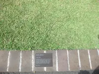 Korean lawngrass (Zoysia japonica) plant