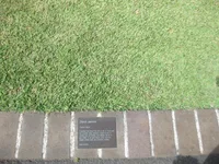 Korean lawngrass