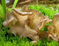 Arrhenia lobata (Arrhenia lobata) plant