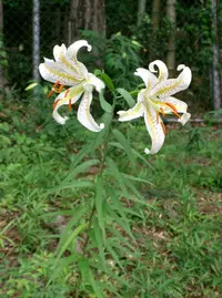 Gold Rayed Lily (Lilium auratum) plant