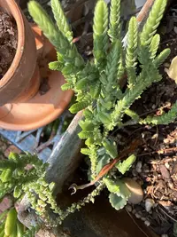 Rattail crassula photo by a Botan App user