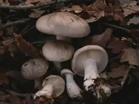 Cloudy Clitocybe