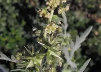 flatspine bur ragweed