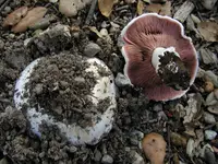 Pavement Mushroom