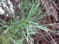 Pigmy cypress-pine