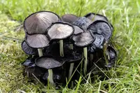 Common inkcap
