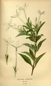 scented bouvardia