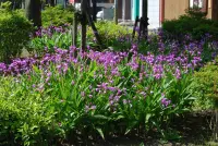 Bletilla striata in the garden