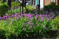 Bletilla striata in the garden