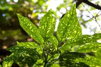 Aucuba japonica leaf