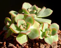 Aeonium haworthii