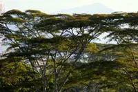 naked albizia (Albizia carbonaria) plant