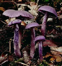 Amethyst Deceiver