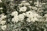 Licorice plant