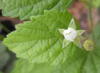 whitebark raspberry (Rubus leucodermis) plant