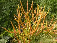 Euphorbia tirucalli