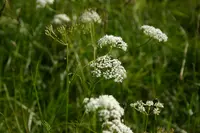 Conopodium pyrenaeum (Conopodium pyrenaeum) plant