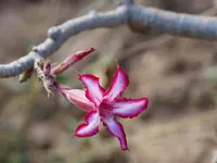impala lily