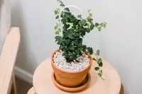 Ficus pumila