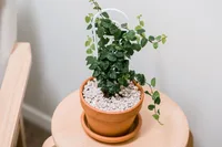 Ficus pumila