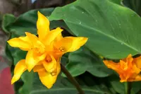 Eternal Flame