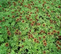 bidgee-widgee (Acaena anserinifolia) plant