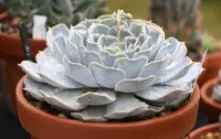 Echeveria lilacina