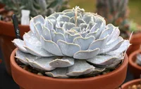 Echeveria lilacina