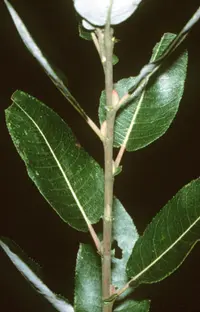 pussy willow (Salix discolor) plant
