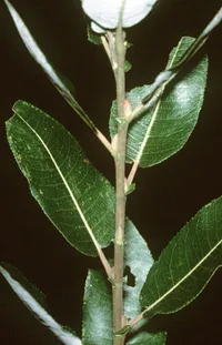 pussy willow (Salix discolor) plant