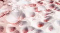 watermelon snow (Chlamydomonas nivalis) plant