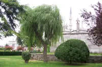 weeping willow (Salix babylonica) plant