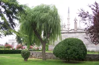 weeping willow (Salix babylonica) plant