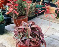 Aloe 'Christmas Carol' in the pot