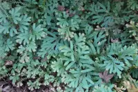 Selaginella uncinata