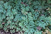 Selaginella uncinata