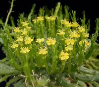 Euphorbia flanaganii