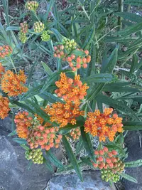 Butterfly weed photo by a Botan App user