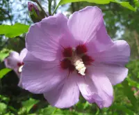 Rose of Sharon