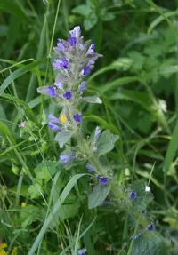 Oriental Bugle
