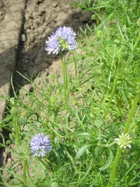 bluehead gilia