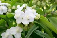 Spiderwort (Tradescantia 'Innocence') plant