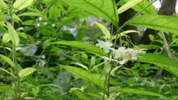 water jasmine (Wrightia religiosa) plant